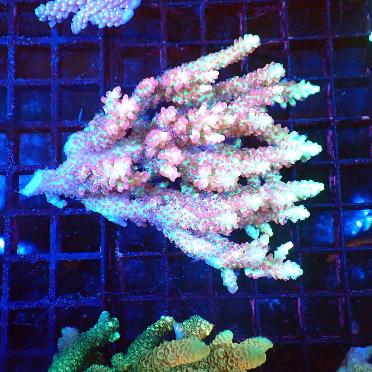 Acropora (SPS) AA026 | Acropora sp. - Red Sea 20K LED