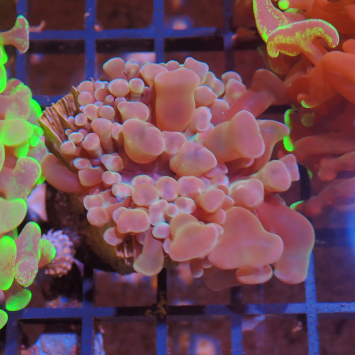 Euphyllia Ancora AA026 | Fimbriaphyllia ancora at ← Red Sea 15k
