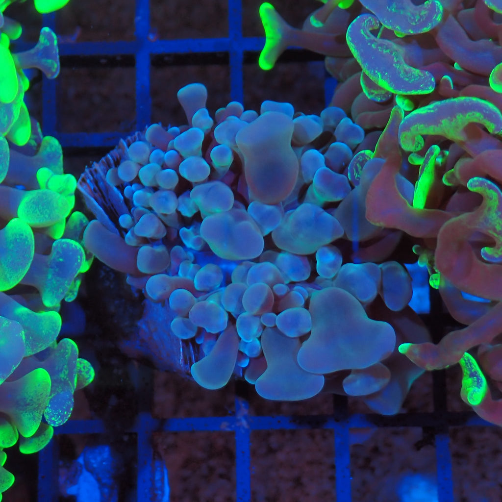 Euphyllia Ancora AA026 | Fimbriaphyllia ancora - Red Sea 20K LED