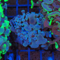 Euphyllia Ancora AA026 | Fimbriaphyllia ancora - Red Sea 20K LED