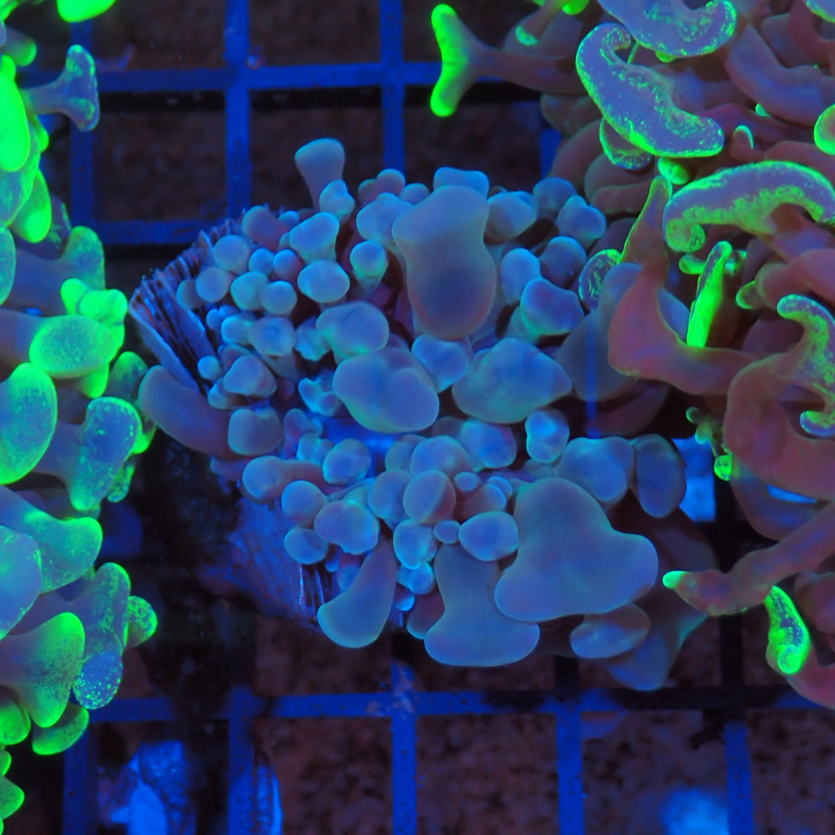 Euphyllia Ancora AA026 | Fimbriaphyllia ancora at Red Sea 20k →