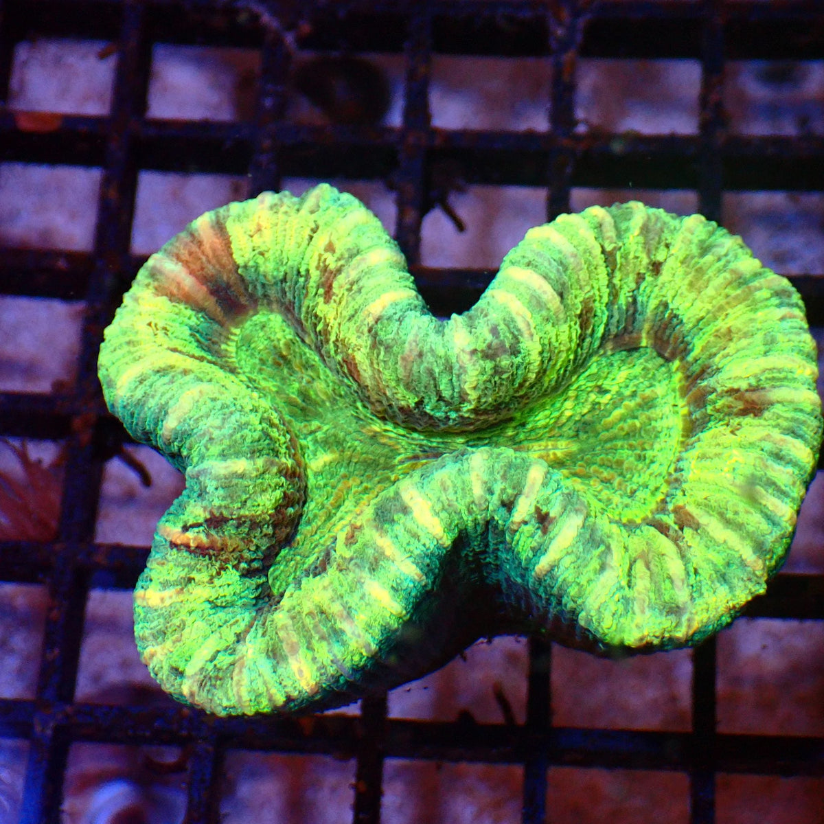Trachyphyllia (Open Brain) AA003 | Trachyphyllia geoffroyi — Red Sea 15K