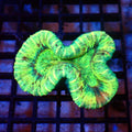 Trachyphyllia (Open Brain) AA003 | Trachyphyllia geoffroyi — Red Sea 20K LED