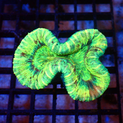 Trachyphyllia (Open Brain) AA003 | Trachyphyllia geoffroyi — Red Sea 20K LED