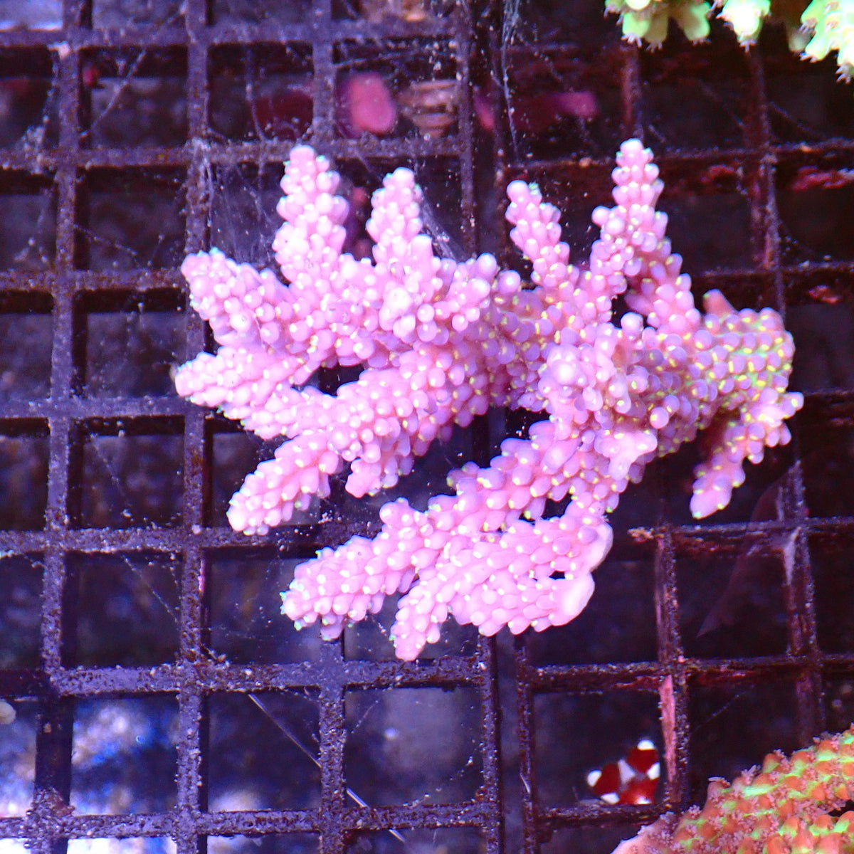 Acropora (SPS) AA027 | Acropora sp. - Red Sea 15K