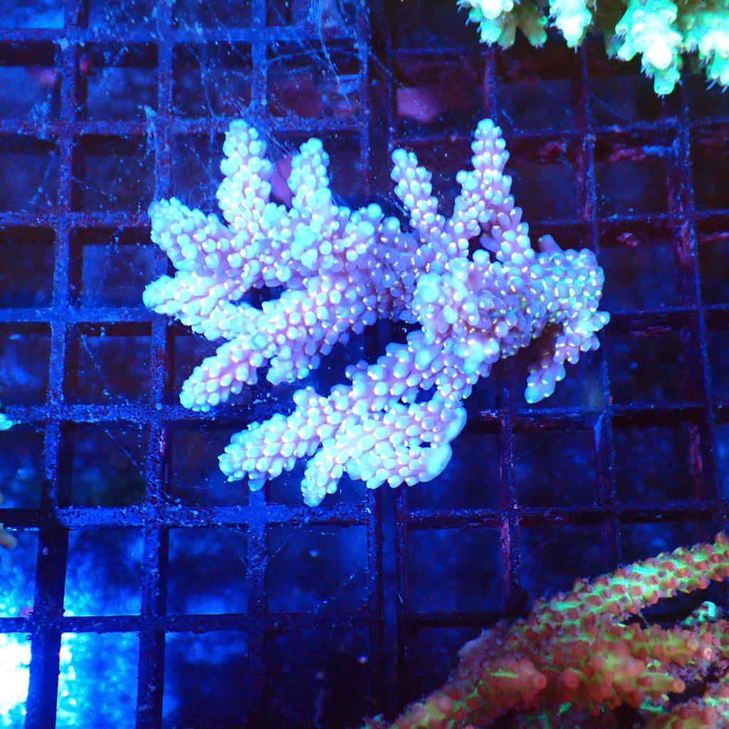 Acropora (SPS) AA027 | Acropora sp. - Red Sea 20K LED