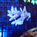 Acropora (SPS) AA027 | Acropora sp. - Red Sea 20K LED