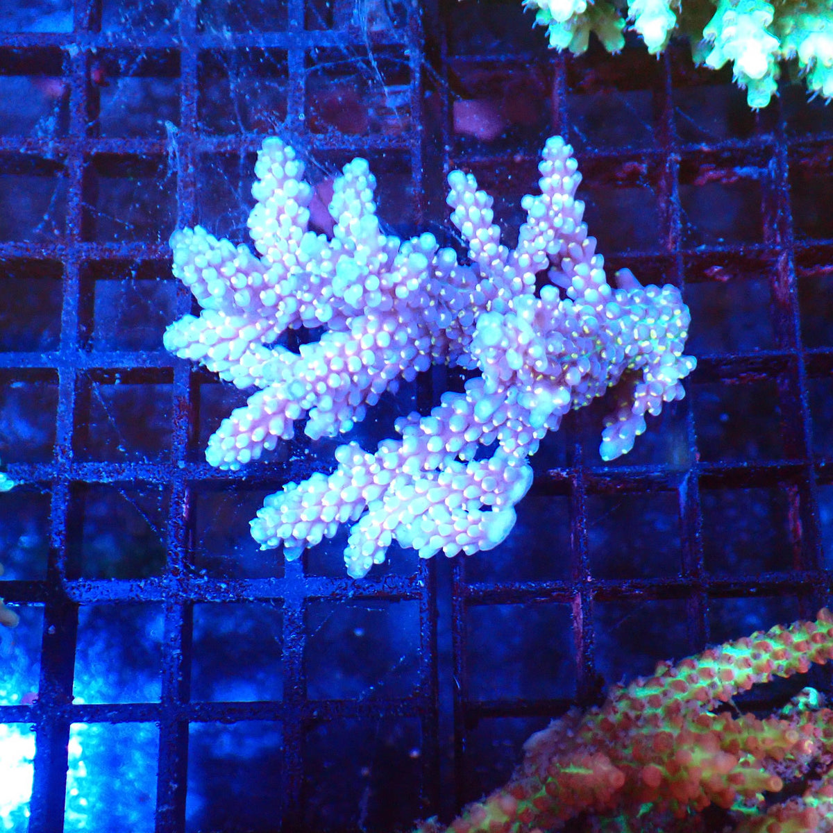 Acropora (SPS) AA027 | Acropora sp. at Red Sea 20k →
