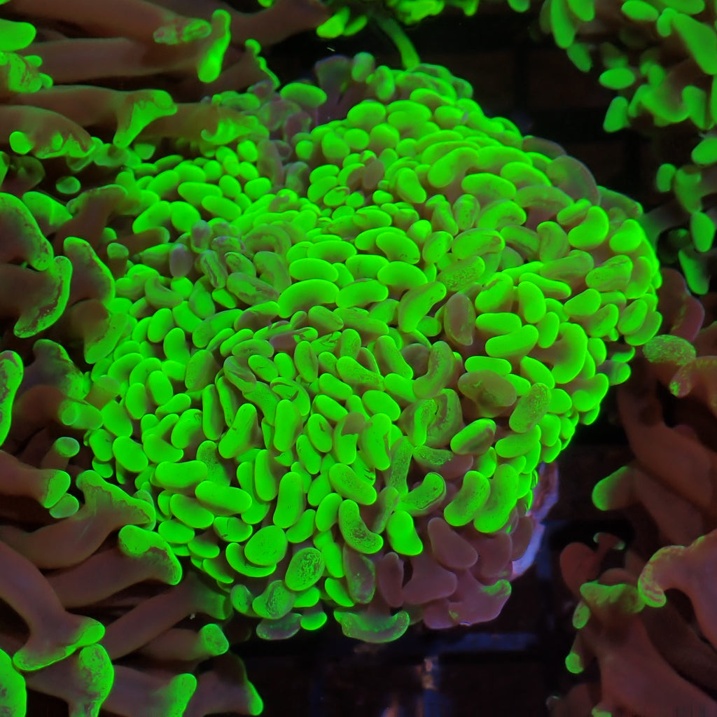 Euphyllia Ancora AA027 | Fimbriaphyllia ancora - Red Sea 15K