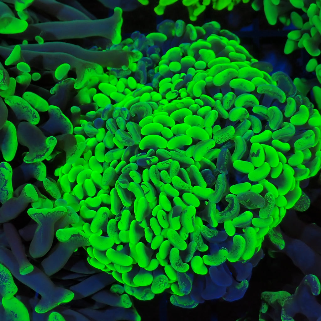 Euphyllia Ancora AA027 | Fimbriaphyllia ancora - Red Sea 20K LED