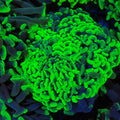 Euphyllia Ancora AA027 | Fimbriaphyllia ancora - Red Sea 20K LED
