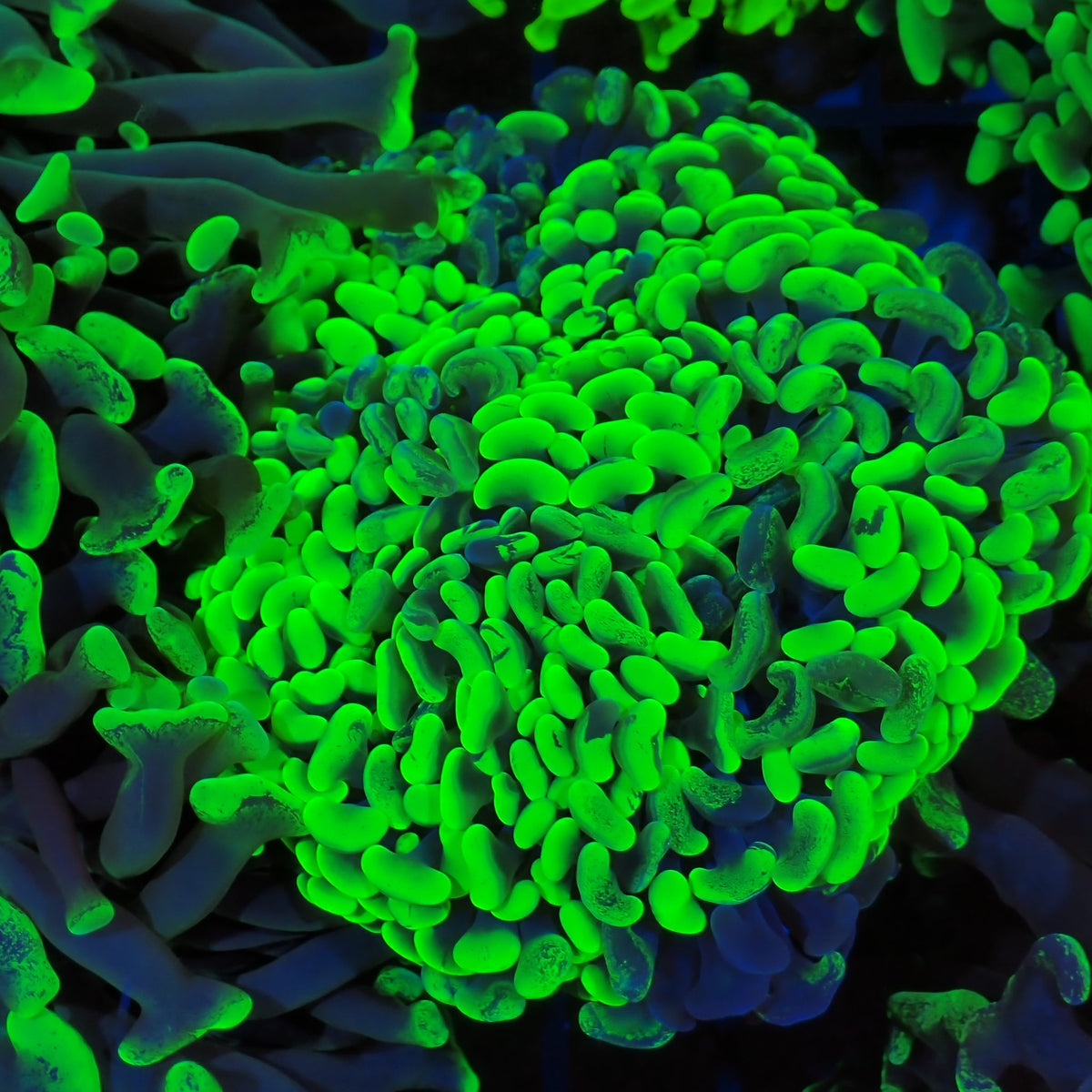 Euphyllia Ancora AA027 | Fimbriaphyllia ancora at Red Sea 20k →
