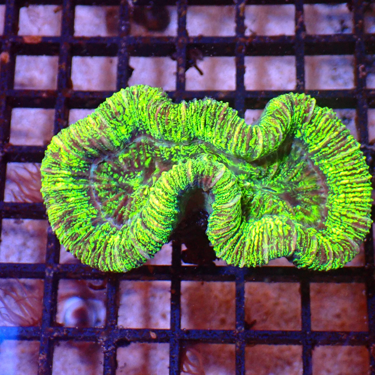 Trachyphyllia (Open Brain) AA004 | Trachyphyllia geoffroyi at ← Red Sea 15k