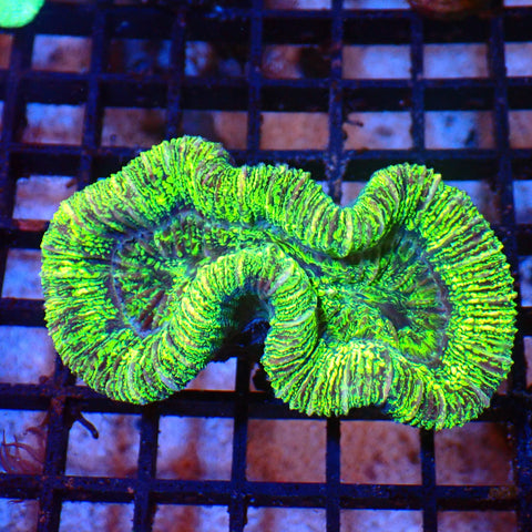 Trachyphyllia (Open Brain) AA004 | Trachyphyllia geoffroyi — Red Sea 20K LED