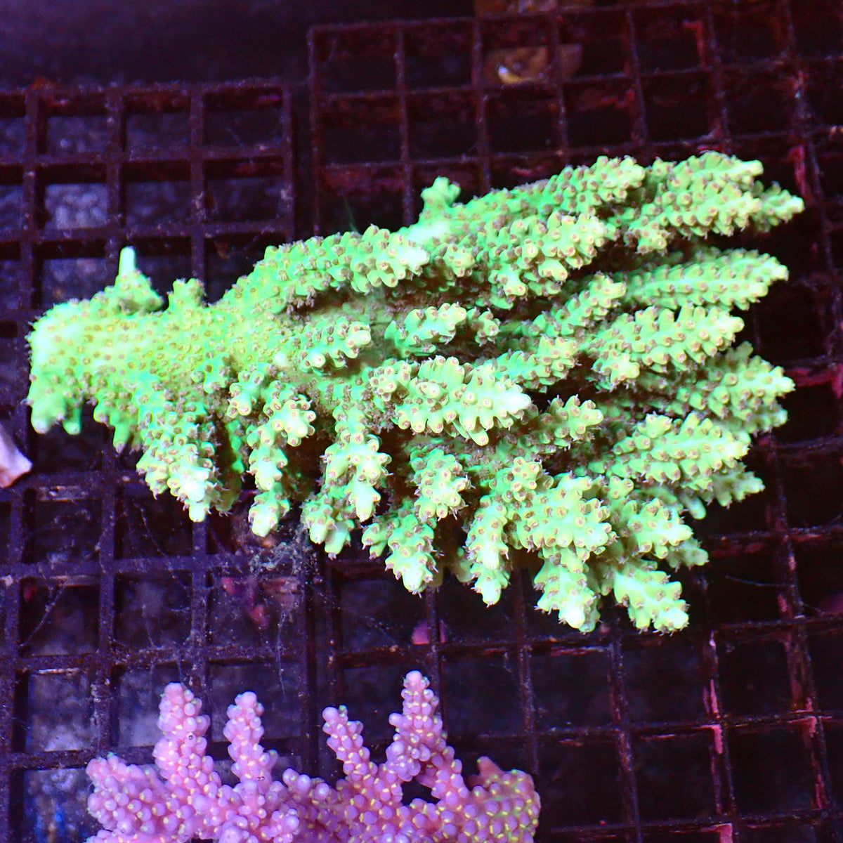 Acropora (SPS) AA028 | Acropora sp. at ← Red Sea 15k