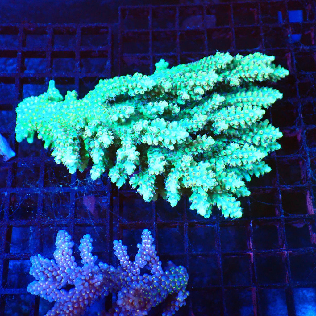 Acropora (SPS) AA028 | Acropora sp. - Red Sea 20K LED