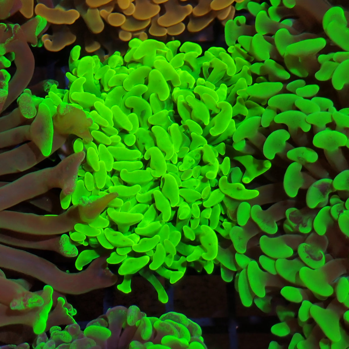 Euphyllia Ancora AA028 | Fimbriaphyllia ancora at ← Red Sea 15k
