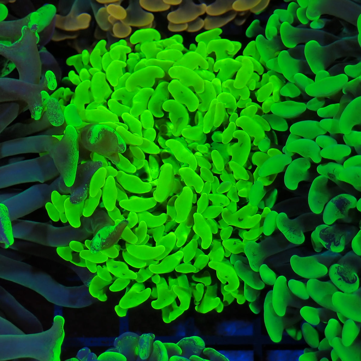 Euphyllia Ancora AA028 | Fimbriaphyllia ancora - Red Sea 20K LED