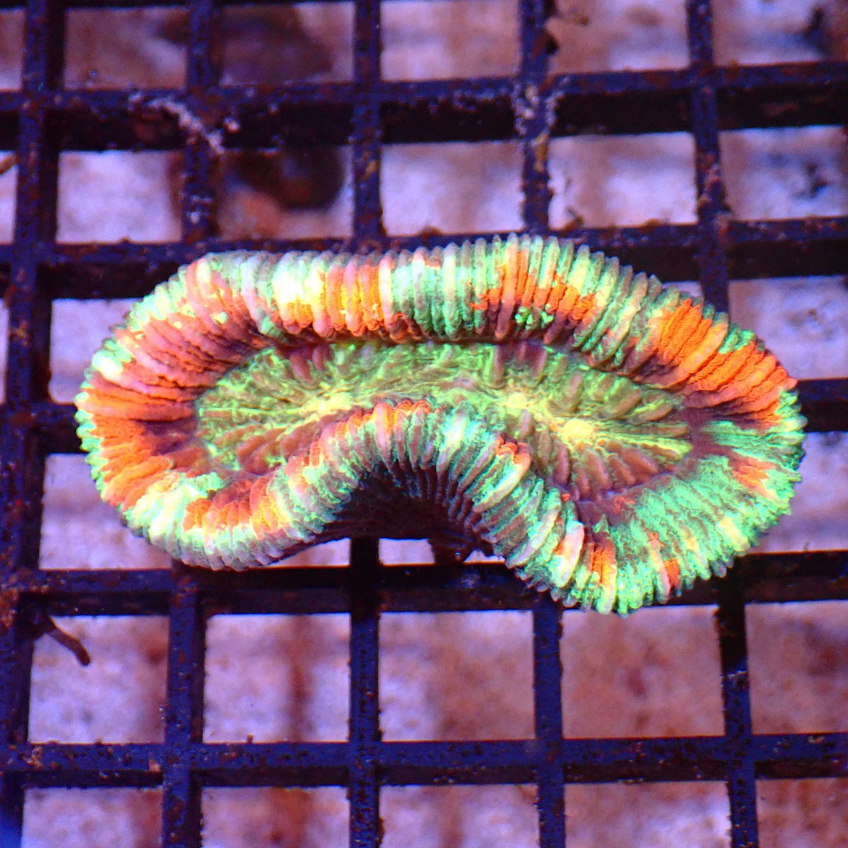 Trachyphyllia (Open Brain) AA005 | Trachyphyllia geoffroyi — Red Sea 15K