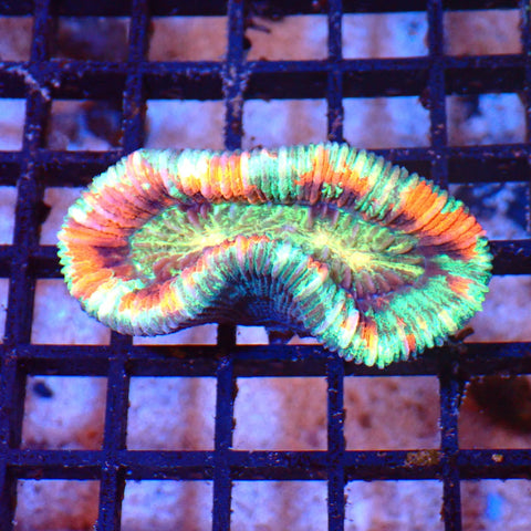 Trachyphyllia (Open Brain) AA005 | Trachyphyllia geoffroyi — Red Sea 20K LED