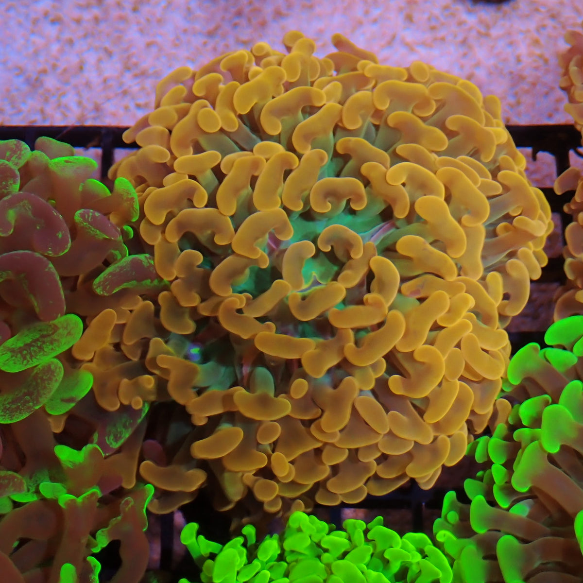 Euphyllia Ancora AA029 | Fimbriaphyllia ancora - Red Sea 15K
