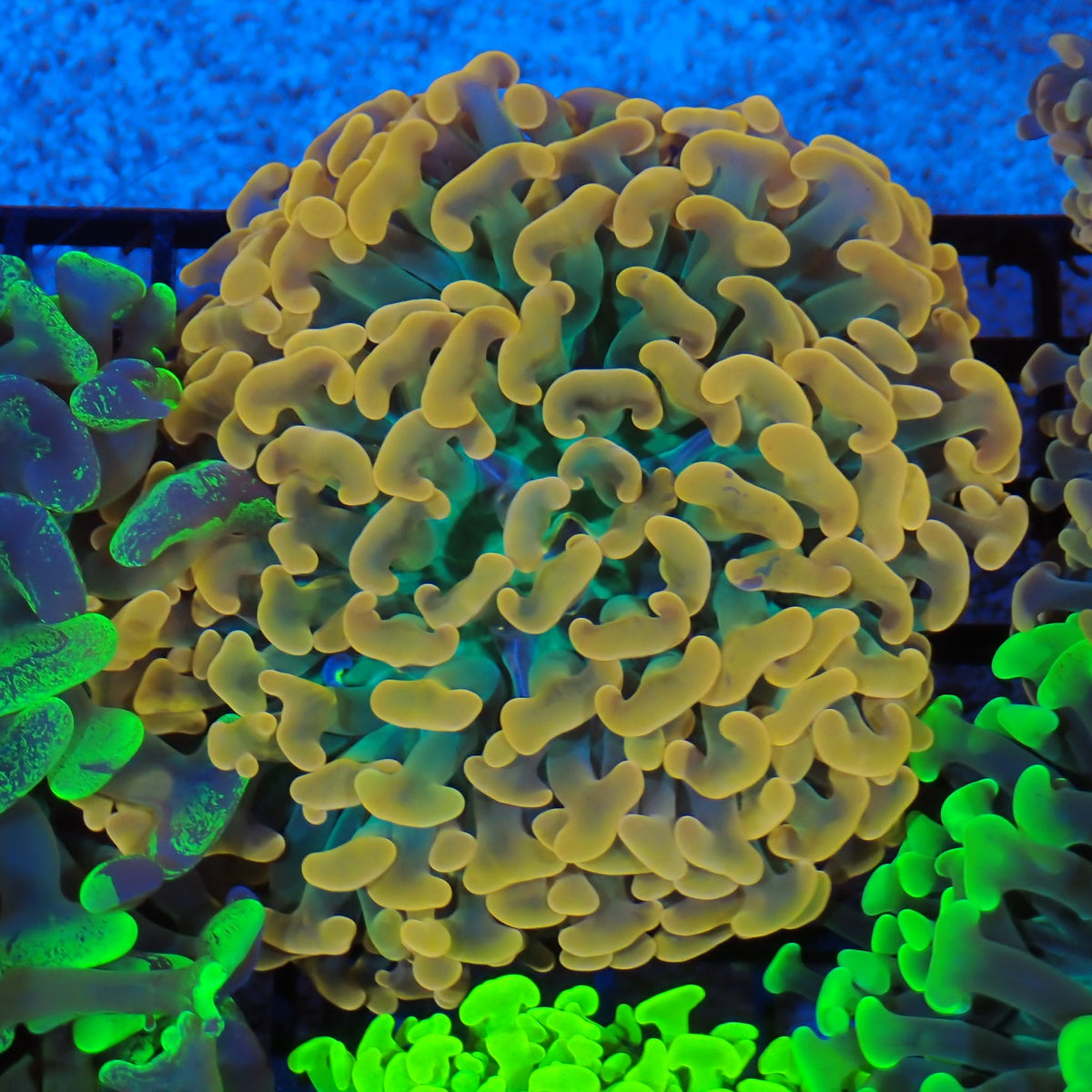 Euphyllia Ancora AA029 | Fimbriaphyllia ancora at Red Sea 20k →