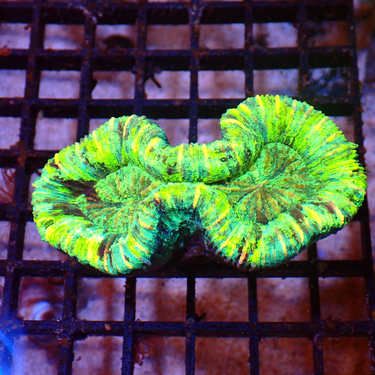 Trachyphyllia (Open Brain) AA006 | Trachyphyllia geoffroyi at ← Red Sea 15k