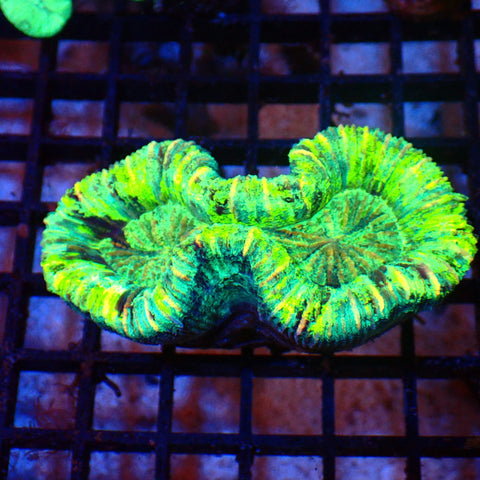 Trachyphyllia (Open Brain) AA006 | Trachyphyllia geoffroyi — Red Sea 20K LED