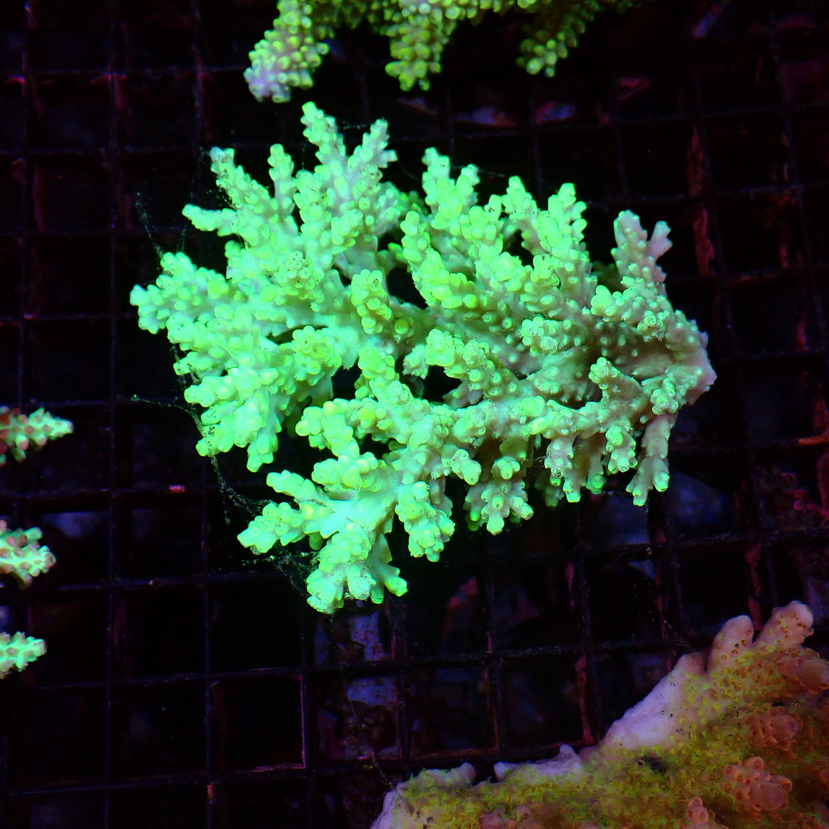 Acropora (SPS) AA030 | Acropora sp. - Red Sea 15K