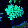 Acropora (SPS) AA030 | Acropora sp. - Red Sea 20K LED