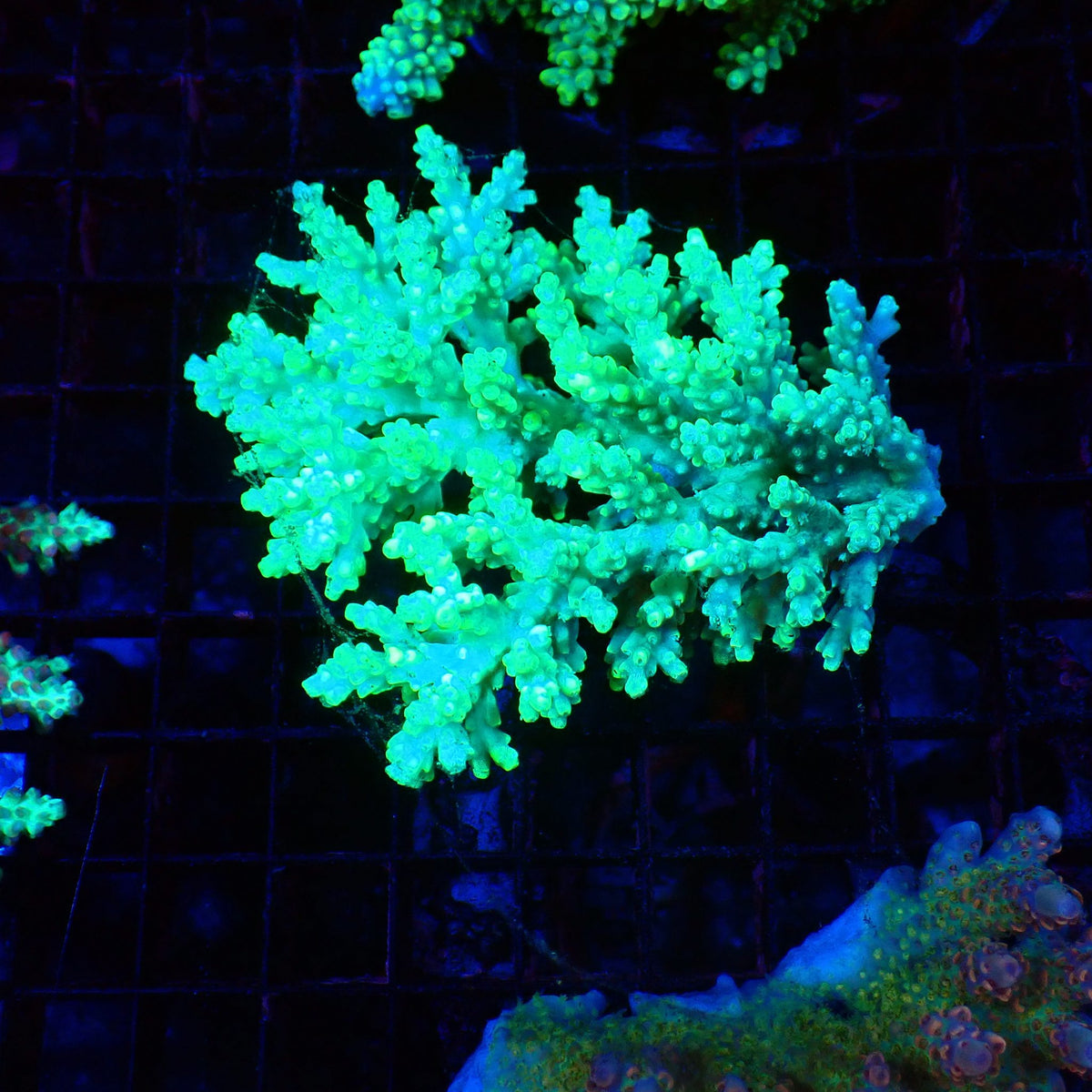 Acropora (SPS) AA030 | Acropora sp. at Red Sea 20k →
