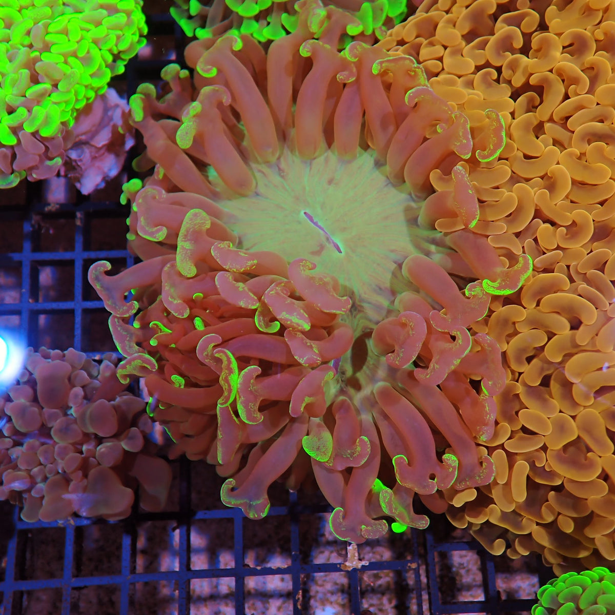 Euphyllia Ancora AA030 | Fimbriaphyllia ancora - Red Sea 15K