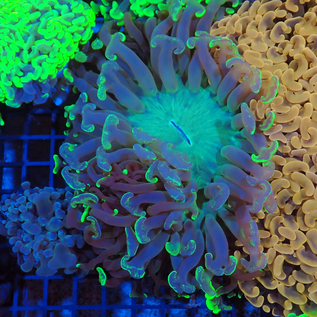 Euphyllia Ancora AA030 | Fimbriaphyllia ancora at Red Sea 20k →