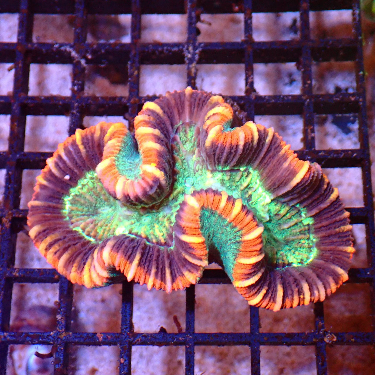 Trachyphyllia (Open Brain) AA007 | Trachyphyllia geoffroyi at ← Red Sea 15k