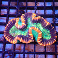 Trachyphyllia (Open Brain) AA007 | Trachyphyllia geoffroyi — Red Sea 20K LED