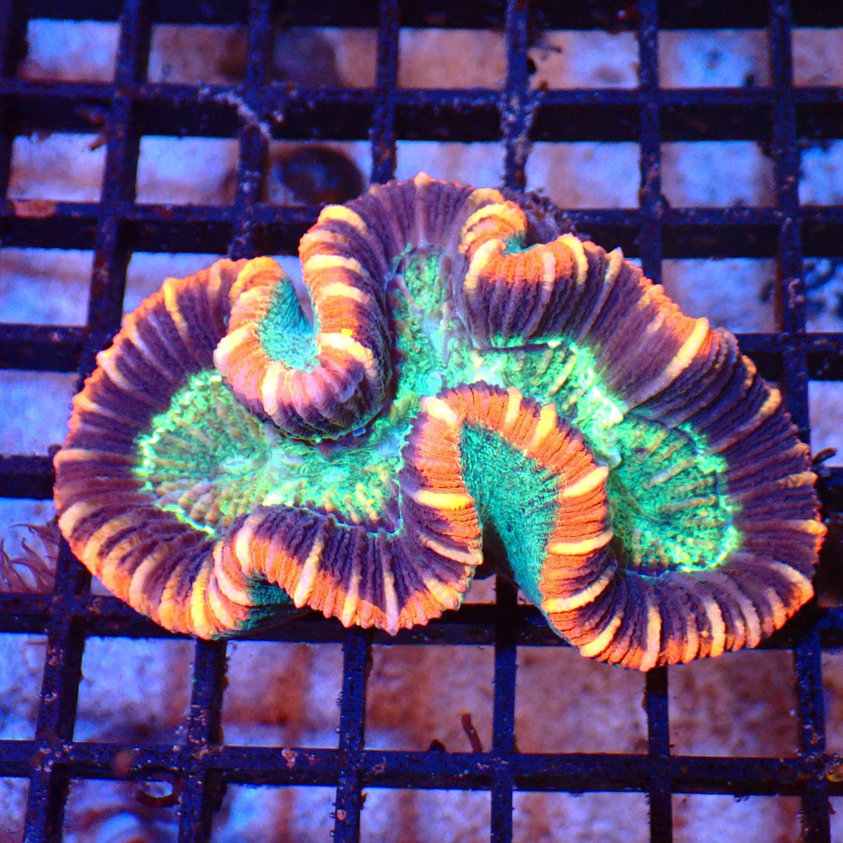 Trachyphyllia (Open Brain) AA007 | Trachyphyllia geoffroyi at Red Sea 20k →