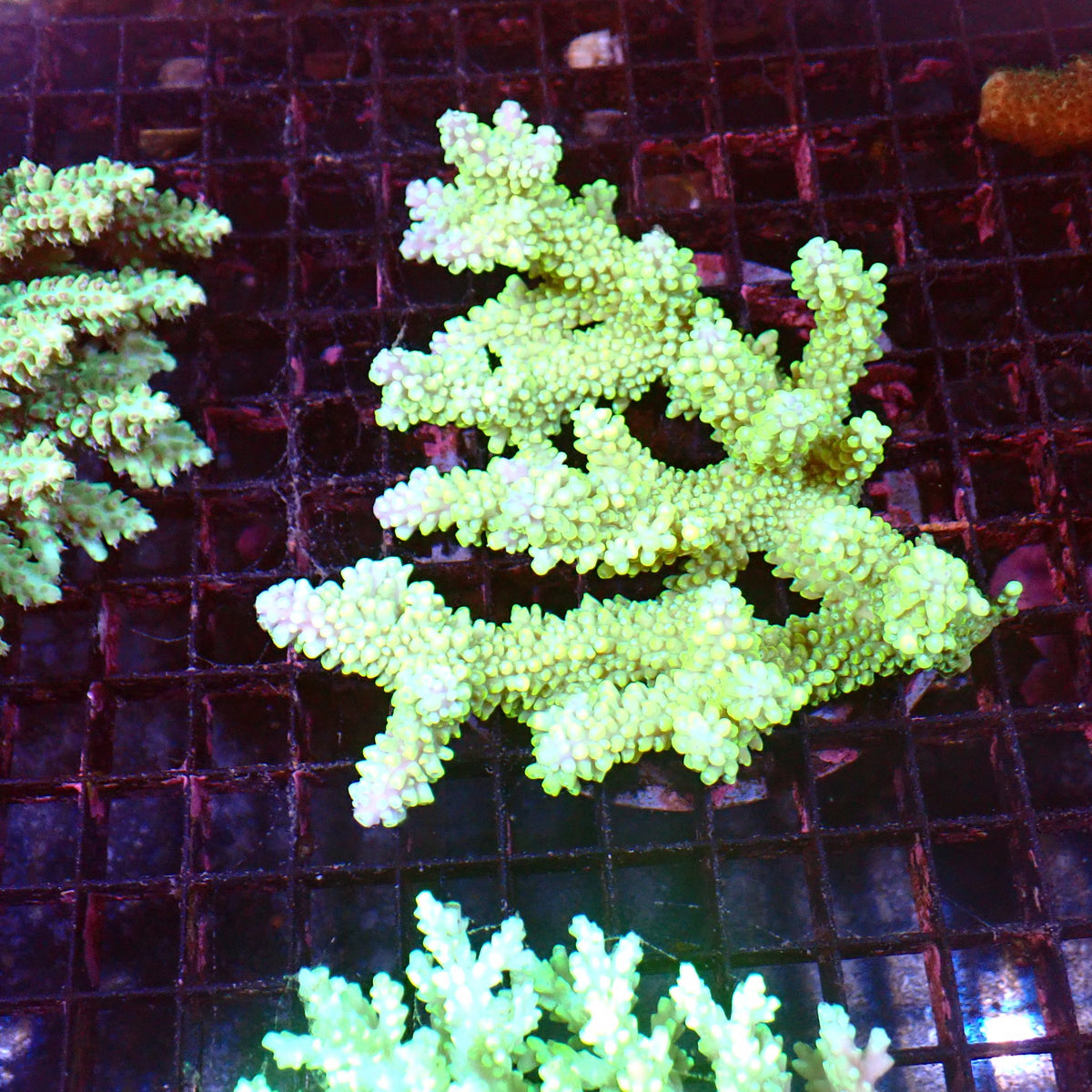 Acropora (SPS) AA031 | Acropora sp. at ← Red Sea 15k
