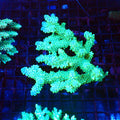 Acropora (SPS) AA031 | Acropora sp. - Red Sea 20K LED