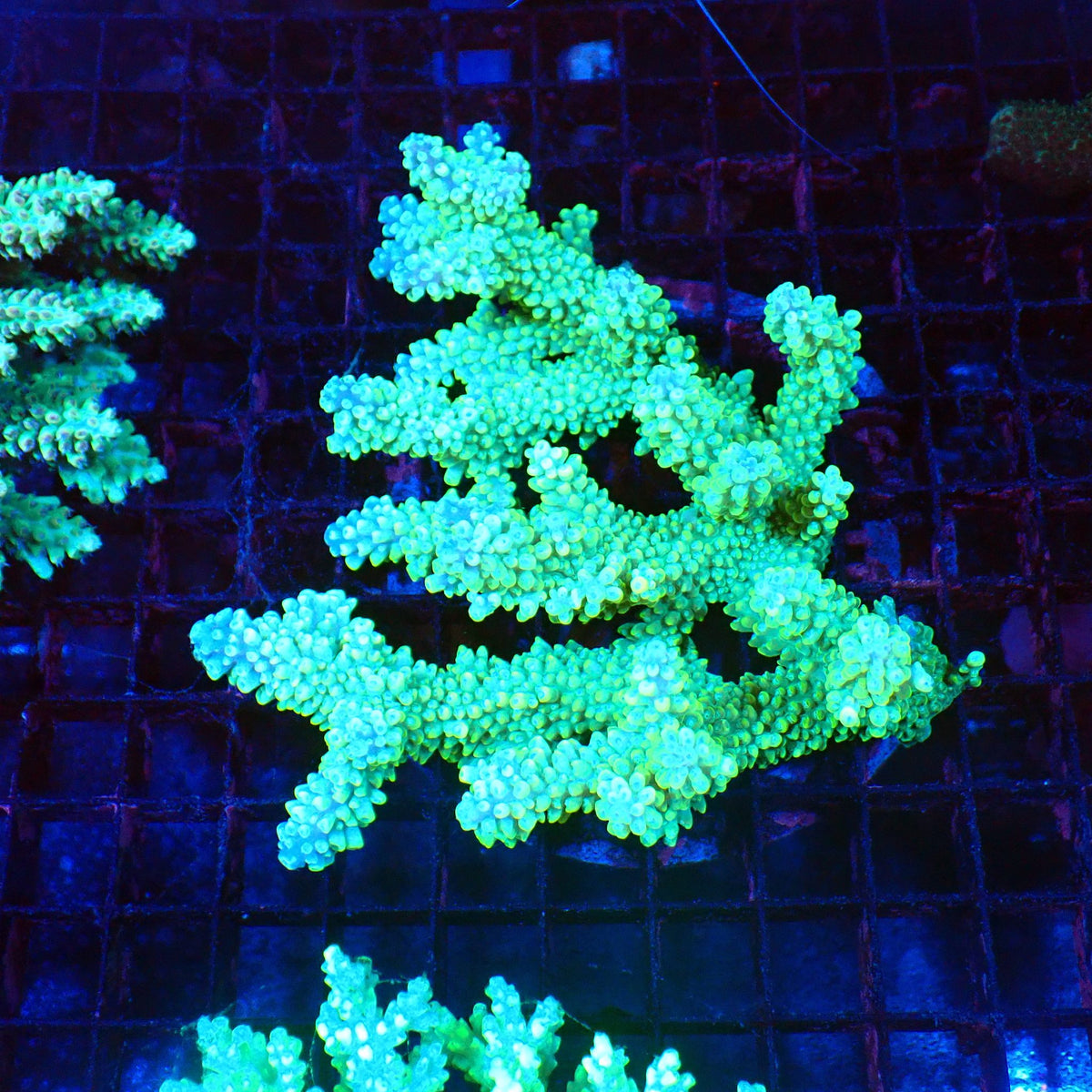 Acropora (SPS) AA031 | Acropora sp. at Red Sea 20k →