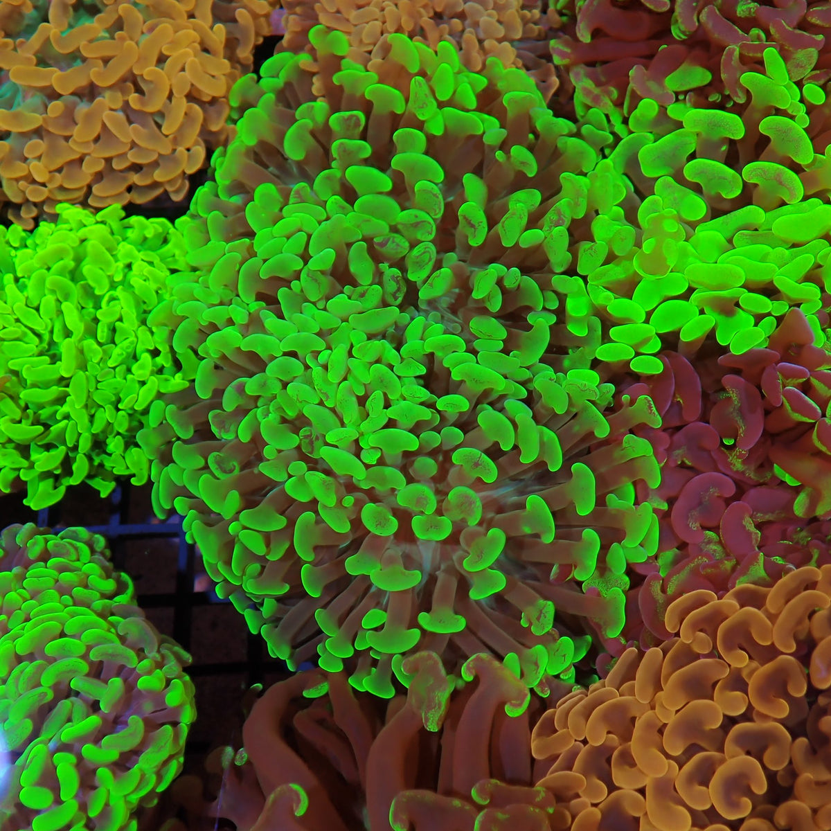 Euphyllia Ancora AA031 | Fimbriaphyllia ancora at ← Red Sea 15k