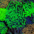 Euphyllia Ancora AA031 | Fimbriaphyllia ancora - Red Sea 20K LED