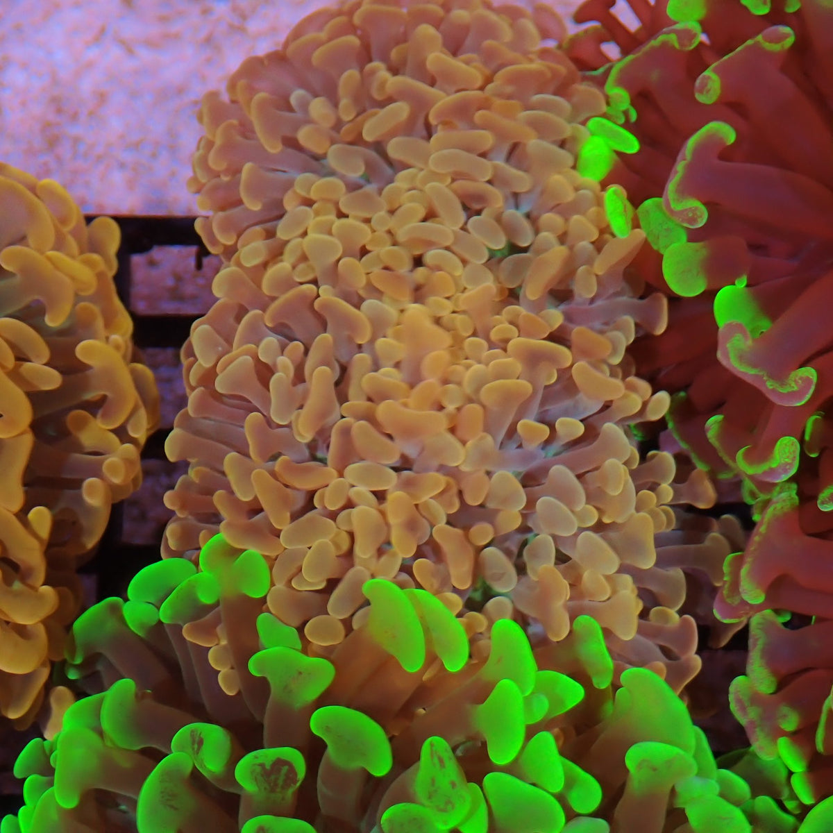 Euphyllia Ancora AA032 | Fimbriaphyllia ancora - Red Sea 15K