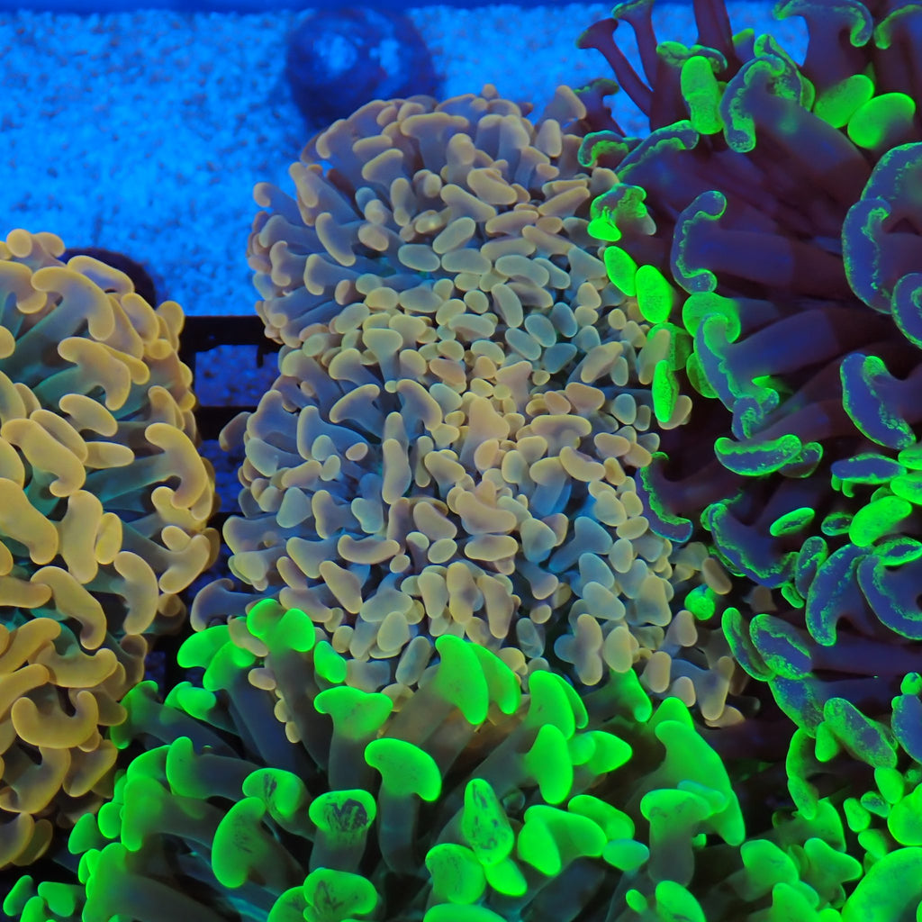 Euphyllia Ancora AA032 | Fimbriaphyllia ancora - Red Sea 20K LED