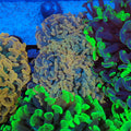 Euphyllia Ancora AA032 | Fimbriaphyllia ancora - Red Sea 20K LED