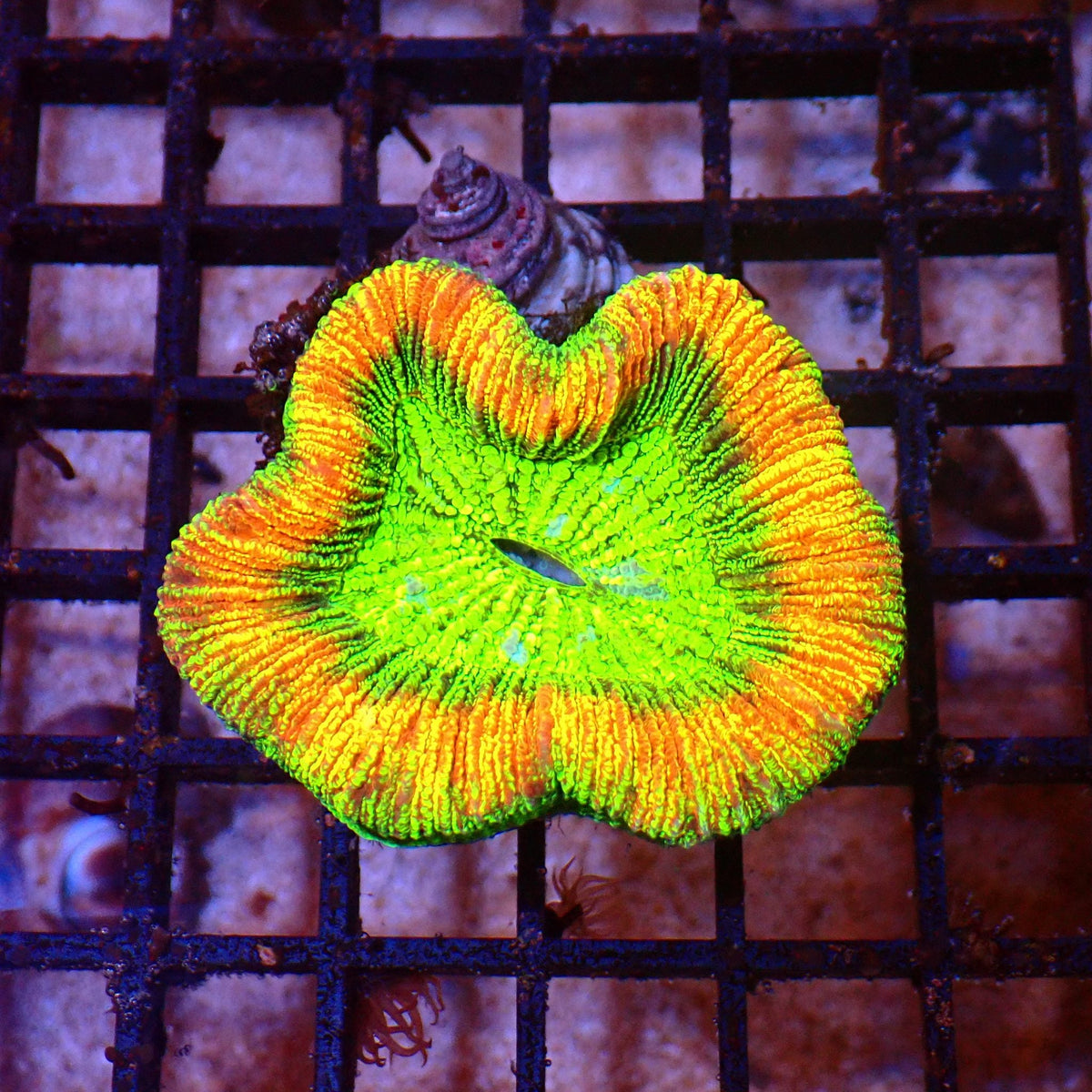 Trachyphyllia (Open Brain) AA008 | Trachyphyllia geoffroyi at ← Red Sea 15k