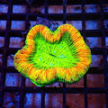 Trachyphyllia (Open Brain) AA008 | Trachyphyllia geoffroyi — Red Sea 20K LED