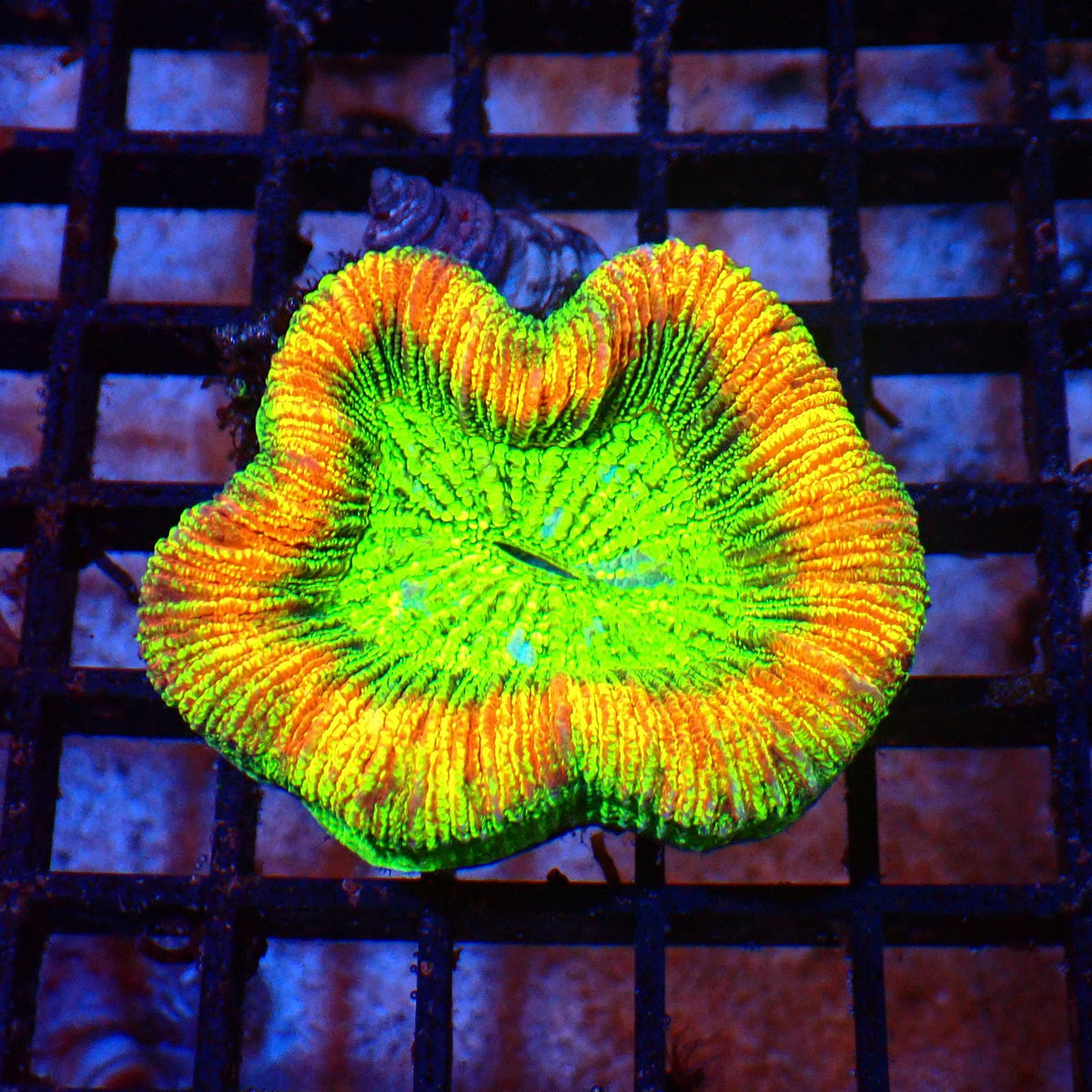 Trachyphyllia (Open Brain) AA008 | Trachyphyllia geoffroyi at Red Sea 20k →