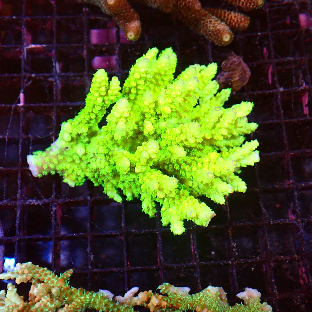 Acropora (SPS) AA033 | Acropora sp. - Red Sea 15K