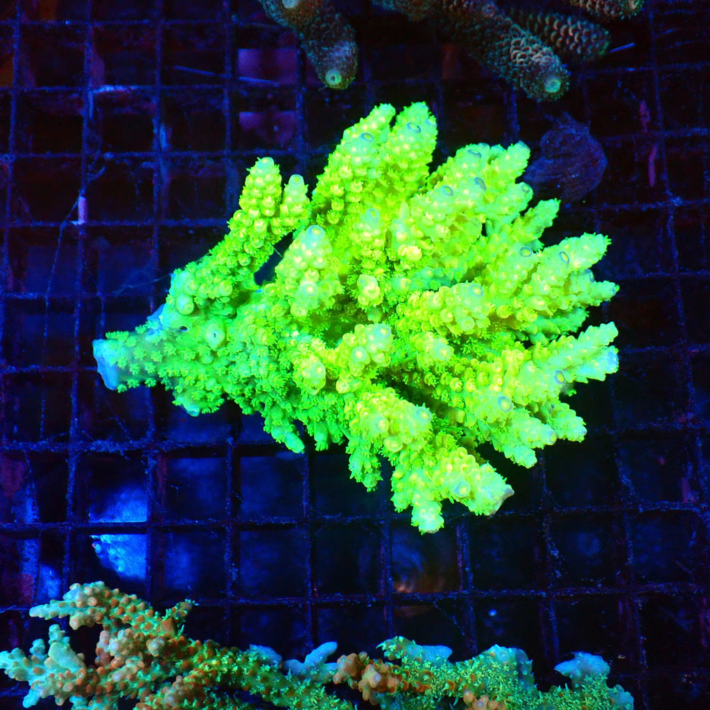 Acropora (SPS) AA033 | Acropora sp. - Red Sea 20K LED