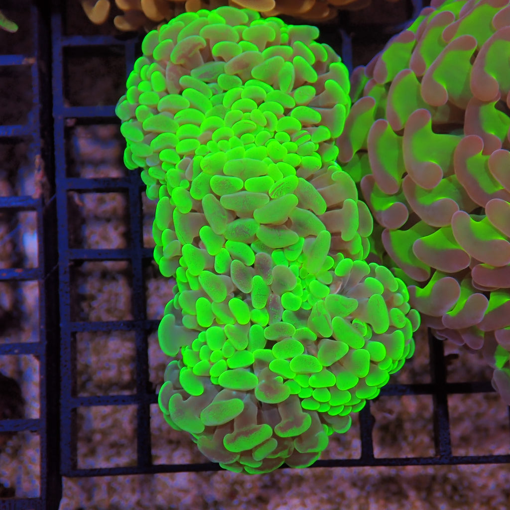 Euphyllia Ancora AA033 | Fimbriaphyllia ancora - Red Sea 15K